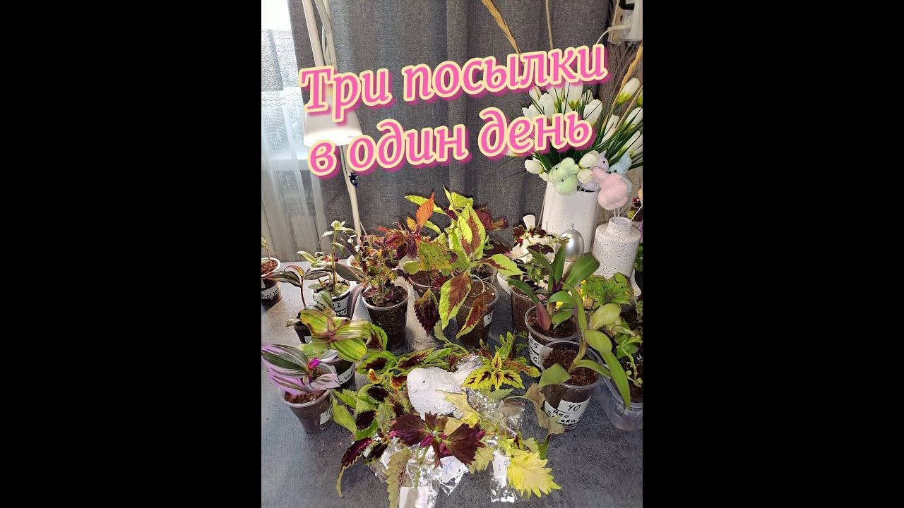 Разве такое бывает)) Получила сразу три посылки в один день)) Все три с разных сторон России)) смотреть онлайн