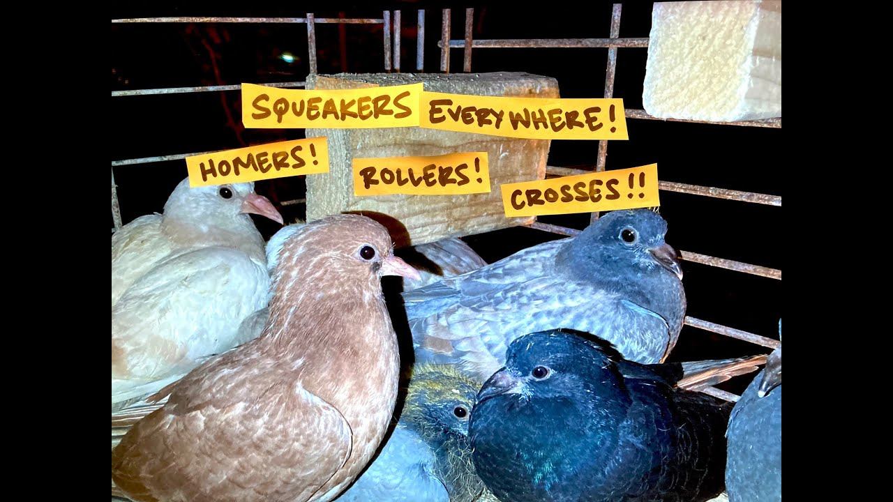 BABYLON PIGEONS #17 - Baby Season 2021 смотреть онлайн