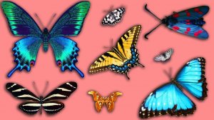 Карточки Домана | Учим названия и звуки БАБОЧЕК | БАБОЧКИ для детей