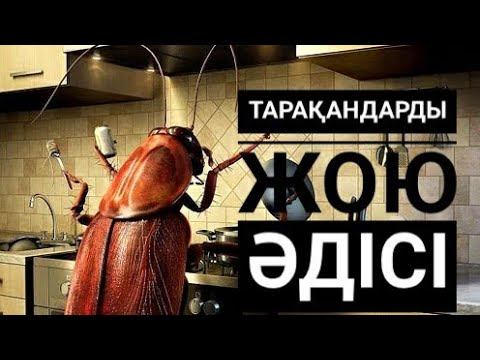 Сабақтағы әдіс-тәсіл.Таракандарды жою смотреть онлайн