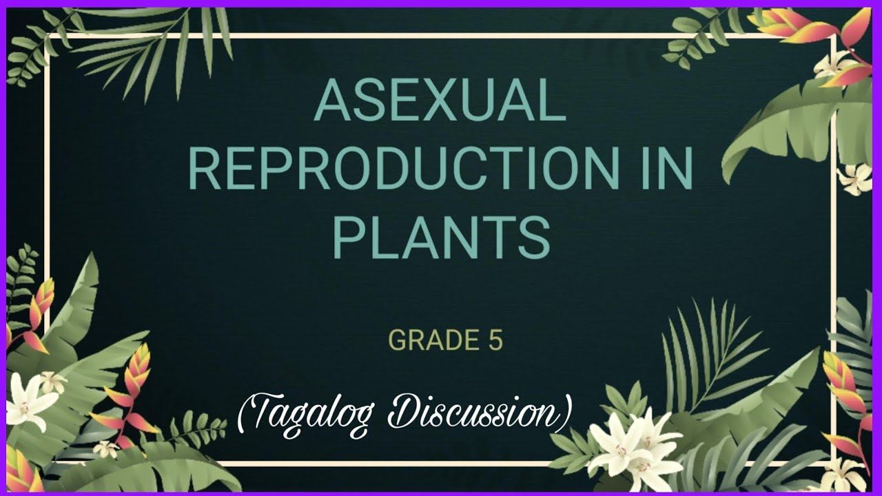 Grade 5 Science Quarter 2 | Asexual Reproduction in Plants смотреть онлайн