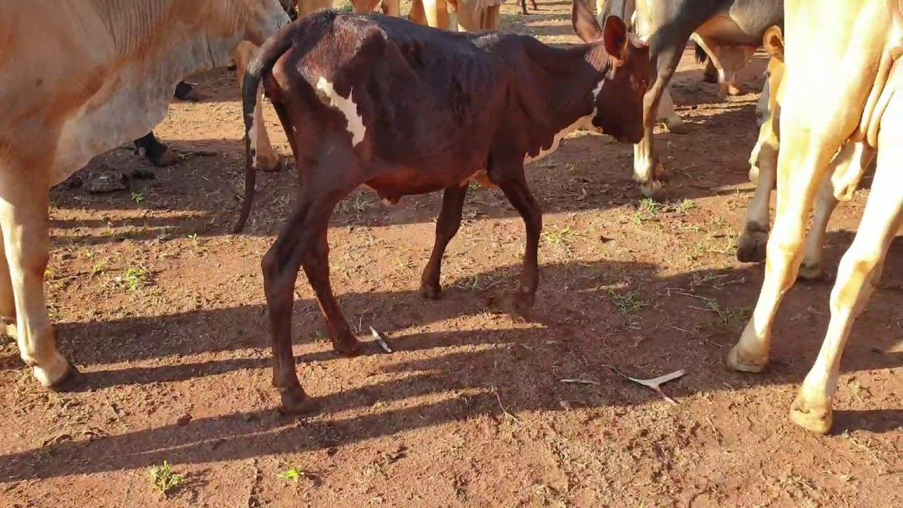 The characteristics of inbreeding and its effects смотреть онлайн