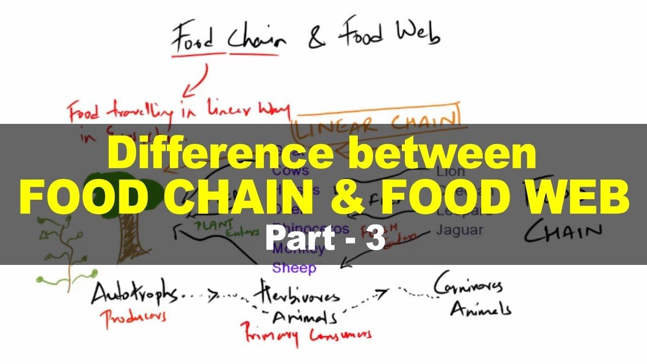 Difference between Food Chain & Food Web - Environment and Ecology for UPSC IAS Part 3 смотреть онлайн