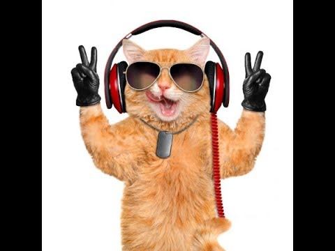 😼 dota2😼Новый! Дота для котода (от слова КОТ) 06022019 смотреть онлайн