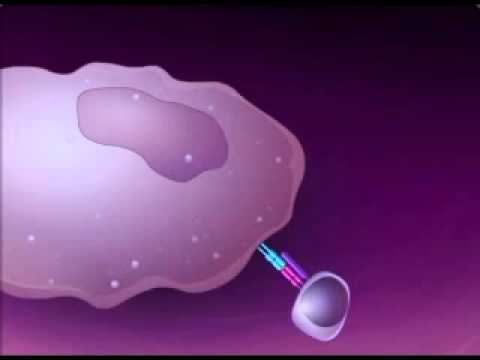 t cell dependent antigens смотреть онлайн
