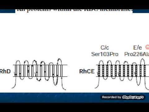 Rhesus Blood Group System смотреть онлайн