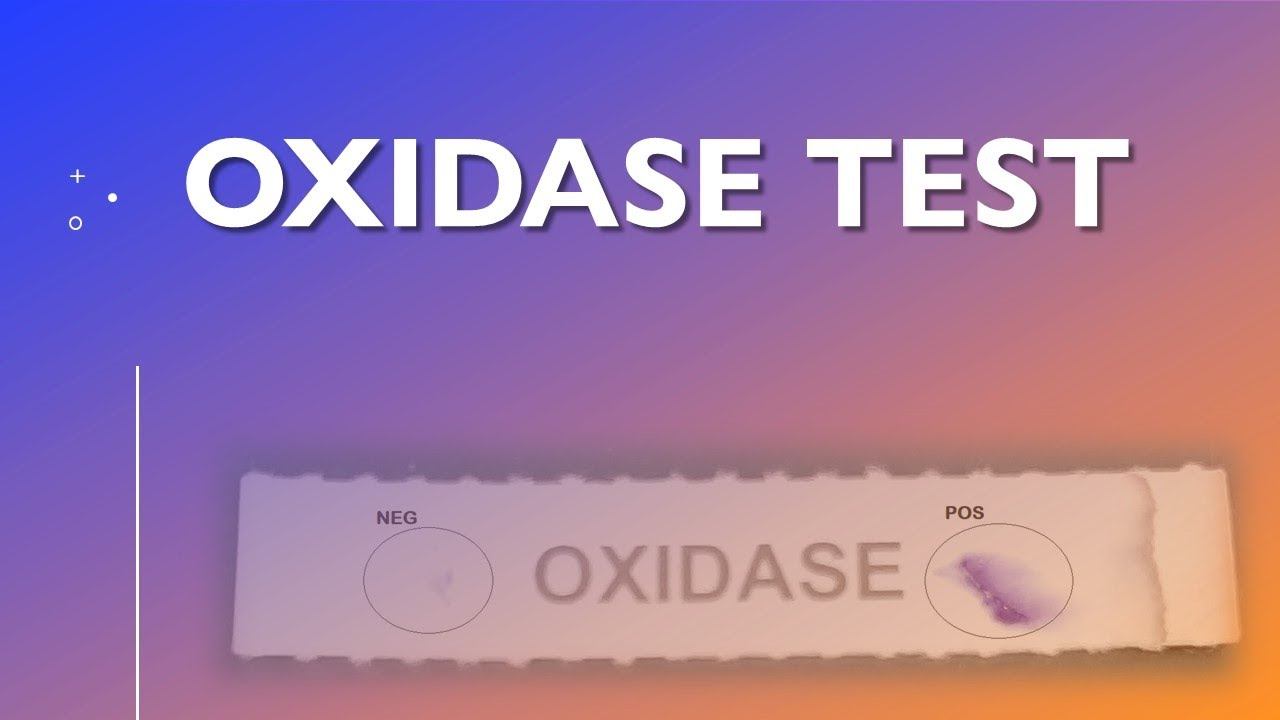 Oxidase Test