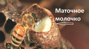 Маточное молочко-что это