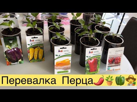 ПЕРЕВАЛКА РАССАДЫ ПЕРЦА🌶️👩🌾27 марта смотреть онлайн