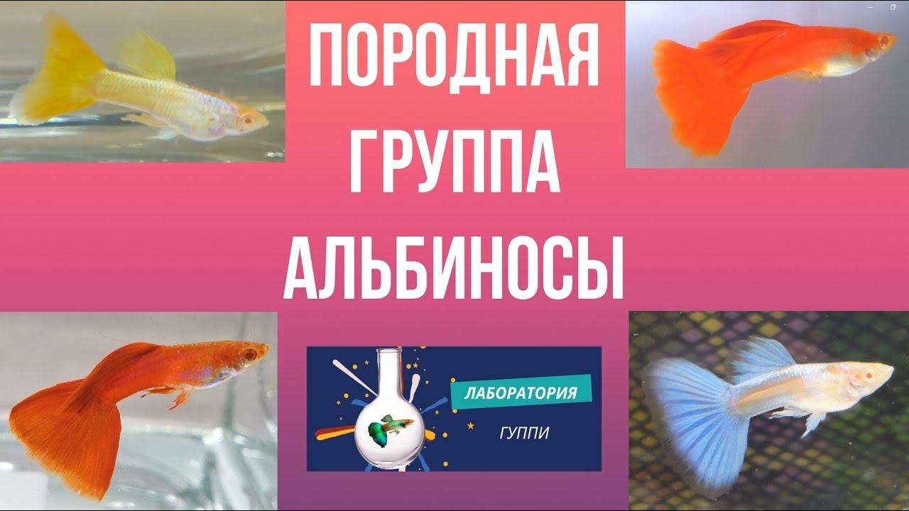 Породная группа альбиносы смотреть онлайн