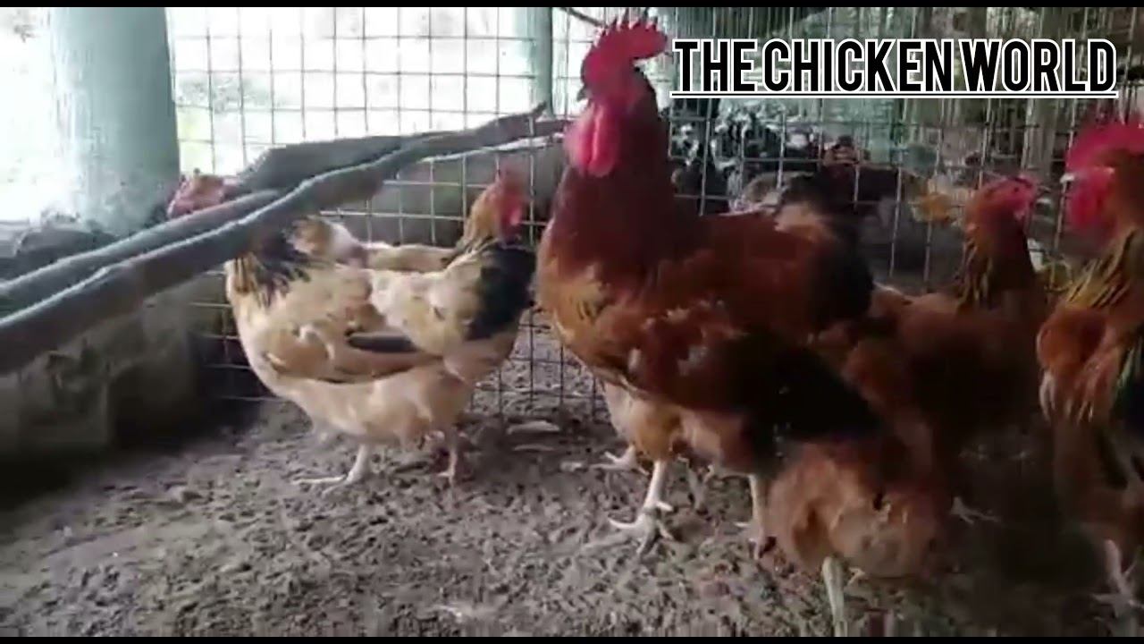 Buff Sussex смотреть онлайн