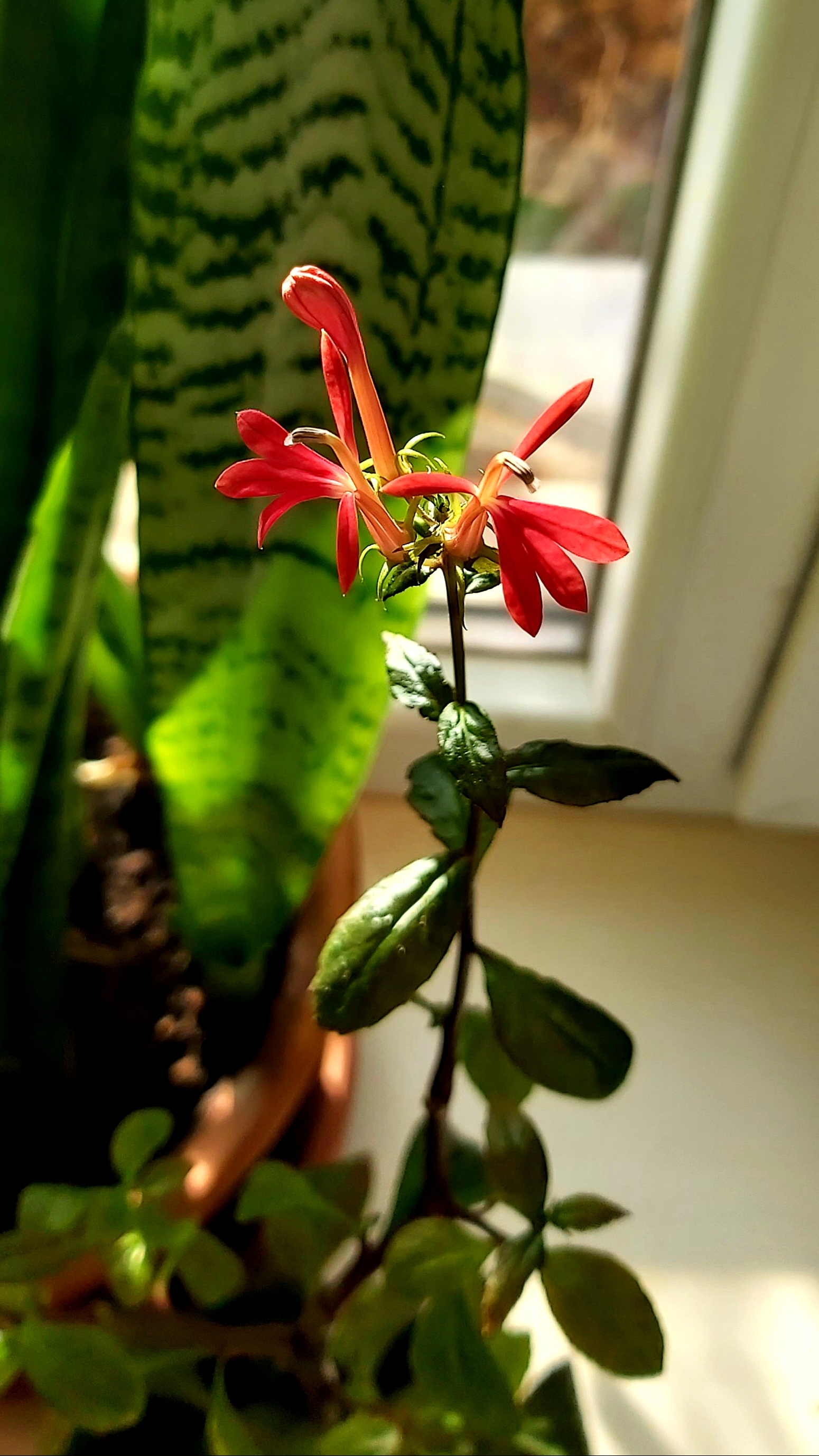 Лобелия кардиналис цветёт в горшке на подоконнике #аквариумныерастения #растениядляаквариума смотреть онлайн