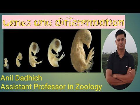 Mesoderm смотреть онлайн
