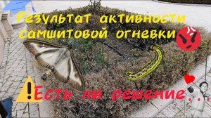Самшит после огневки. Результат. Действия.