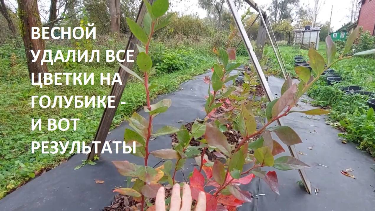 Весной УДАЛИЛ все цветки на ГОЛУБИКЕ садовой и вот какие результаты за сезон