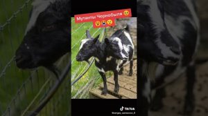 Мутанты Чернобыля