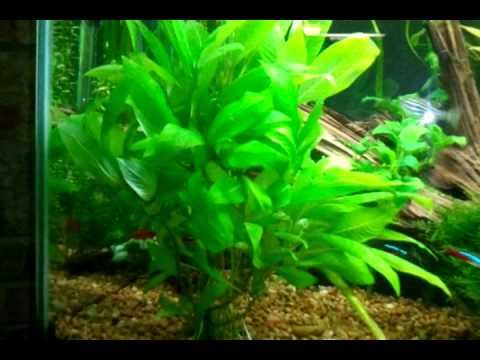 Hygrophilia willow & compact смотреть онлайн