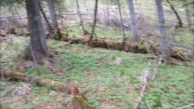 По весенней тайге: медвежий след, клещи, брошенная изба, папоротник смотреть онлайн