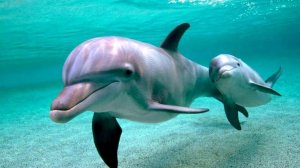 Интересные факты   Дельфины