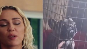 Top 15 Miley Cyrus voice memes  #viral #funny #trending #youtube