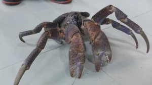 Японская уличная еда - гигантский кокосовый краб. Морепродукты Окинава, Япония