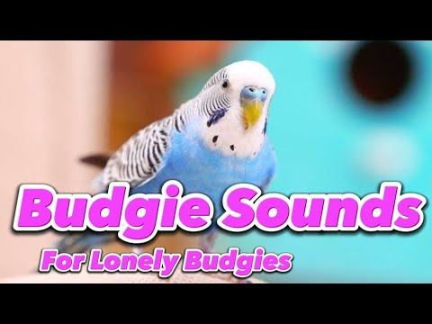 Budgerigar Sounds! #birdsounds