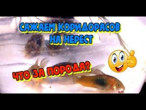 🐟 Сажаем сомиков коридорасов на нерест. Подготовка нерестовика. Разведение коридоросов.