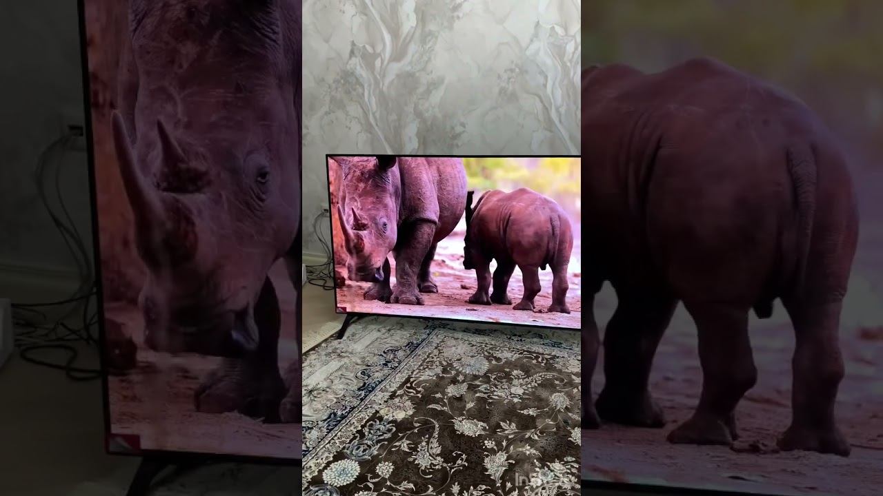 ТЕЛЕВИЗОР LG OLED 55A1 ⚡️СКЛАД ОПТОВЫХ ЦЕН CONDIX ⚡️ смотреть онлайн