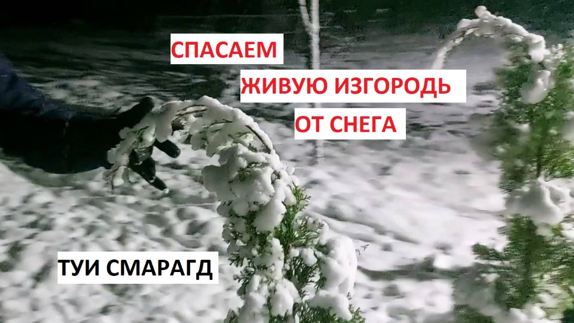 Спасаем от мокрого снега ЖИВУЮ ИЗГОРОДЬ ИЗ ТУИ СМАРАГД