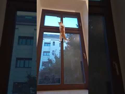 Цезареша хочет гулять. новое место. новый адрес. царские приказы!!!😺 смотреть онлайн