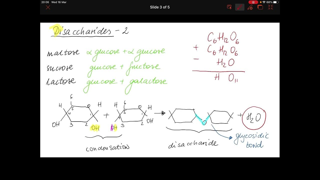 Exam revision Carbohydrates Biology 2022 смотреть онлайн