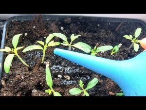 На рассаде томатов появился первый настоящий лист? Сразу подкормите этим для большого урожая!