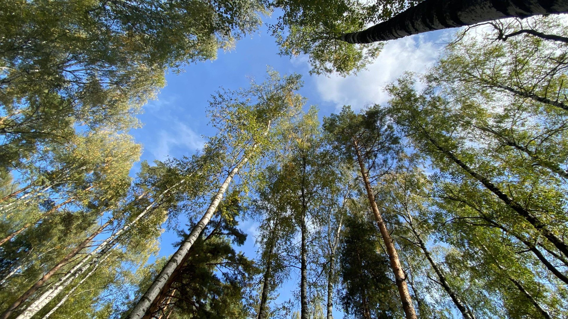 База отдыха ЛЕС смотреть онлайн