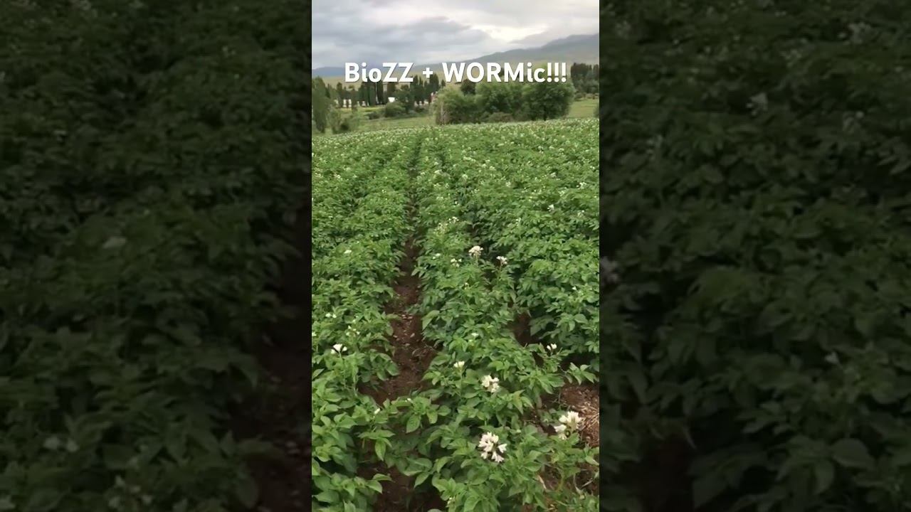 Удобрение для картофеля. Кыргызстан смотреть онлайн