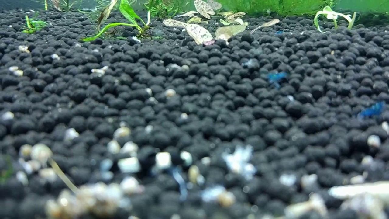 Panda Loach смотреть онлайн