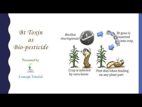 Bt Toxin | Biotechnology and its Applications (Part 1) | Class 12 смотреть онлайн