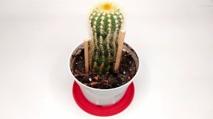 Реанимация кактуса или как переукоренить кактус