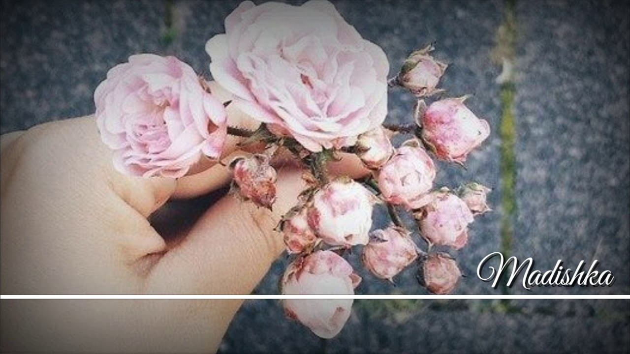 мух хет шун новы певиц?))👌💥дохко ца ялла (New 2018) смотреть онлайн