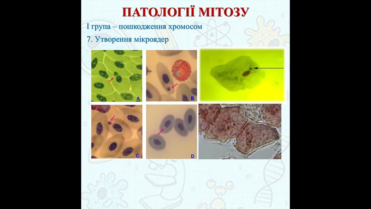 Патології мітозу смотреть онлайн