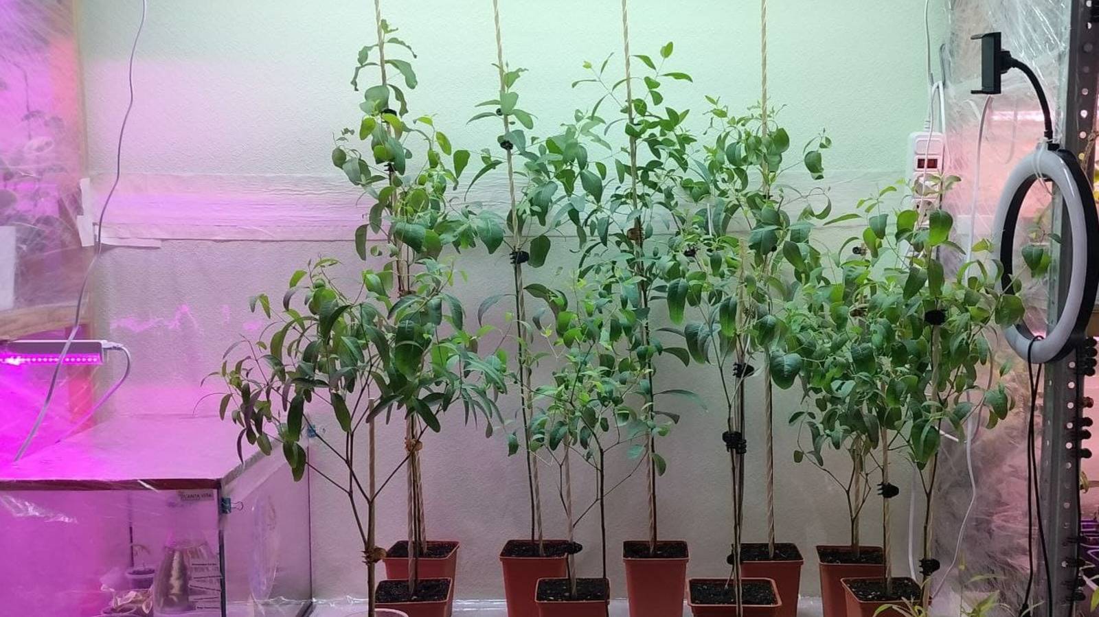 Эвкалипт Цитодора/Радужный/Камальдульское дерево. Тонкости содержания, стрижка и грунт. смотреть онлайн