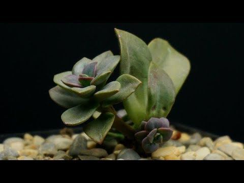 Succulent Rescue Update - Echeveria chroma смотреть онлайн