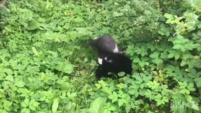 кот дерется смотреть онлайн