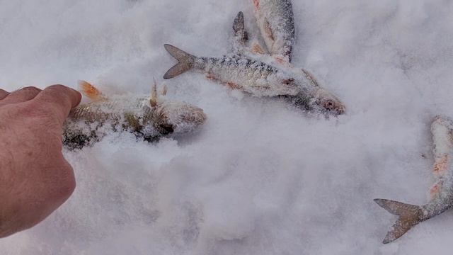 *Р_Н_Д_Л *выпуск 23.11.2024