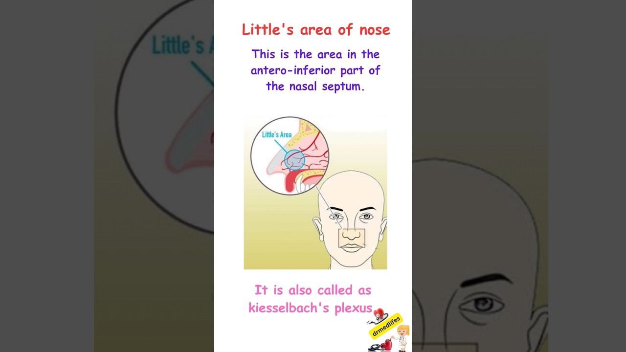#nose anatomy #kiesselbach's plexus #little's area of nose #shortvideos #shortsfeed #youtubeshort смотреть онлайн