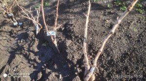 Жалкие остатки саженцев винограда, кто не успел я не виноват