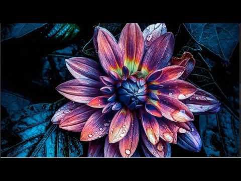 VII.Предисловие. Верховное Существо. Уровни Реальности. смотреть онлайн