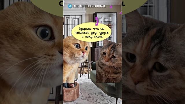 Понимание #мыкотики #вмем #разговор #анекдот #шутки #кот #юмор #смешное #прикольно #мемы #cat смотреть онлайн