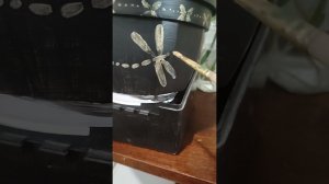 Как покрасить пластиковый горшок для цветов// Стильный кашпо своими руками