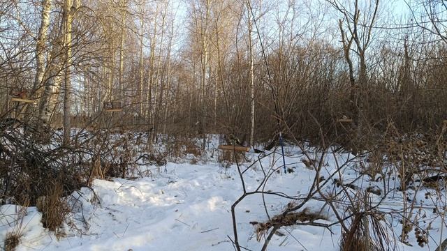 Ловля птиц 24.11.2024. смотреть онлайн