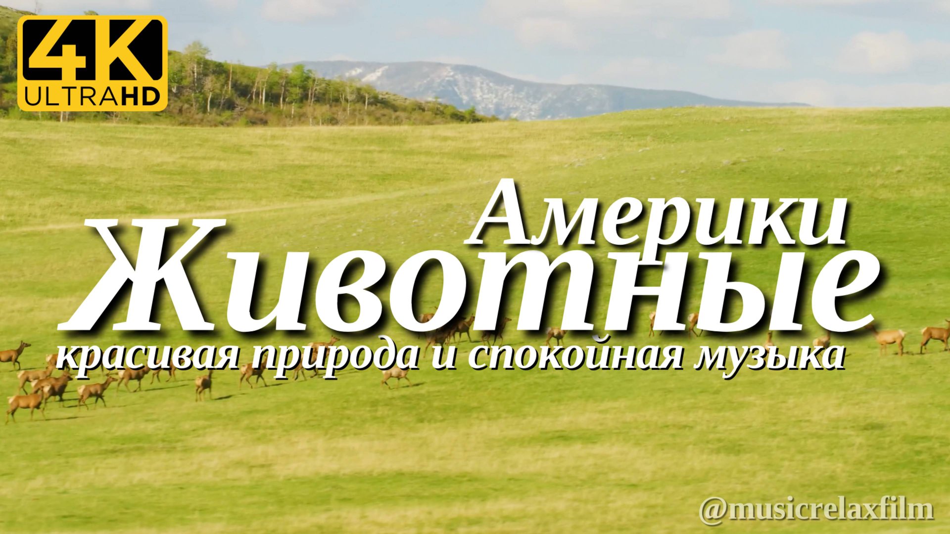 4К Животные Америки | Животные и природа с успокаивающей, спокойной музыкой для медитации, сна смотреть онлайн